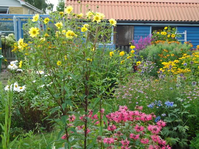 Helianthus 'DORIAN ROXBURGH'
